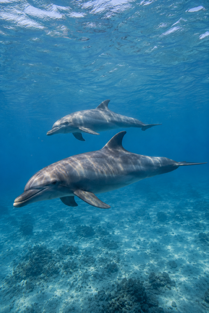 Mauritius swimming with the dolphins